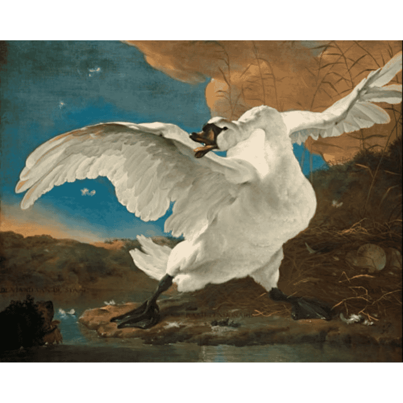 De bedreigde zwaan - Jan Asselijn