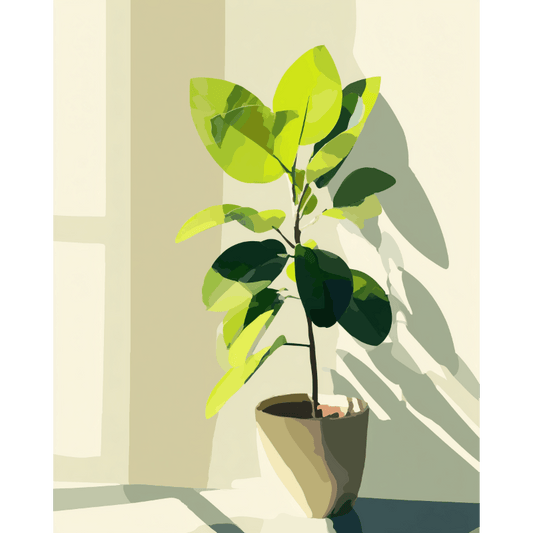 Zonbeschenen ficus