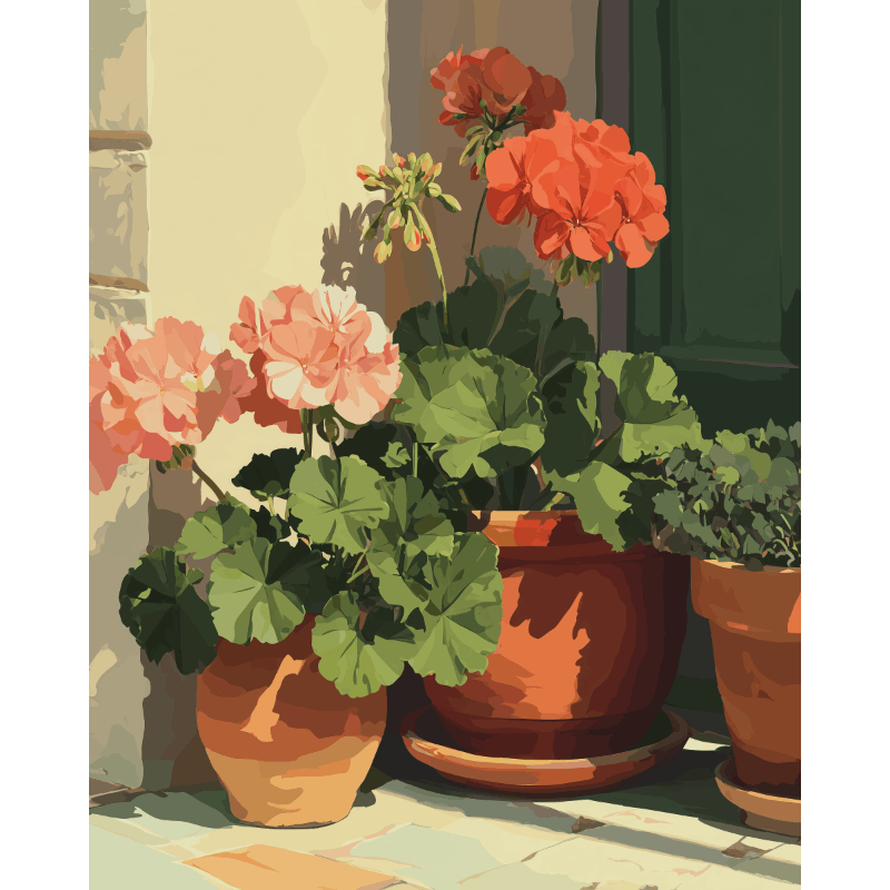 Terracotta geraniums