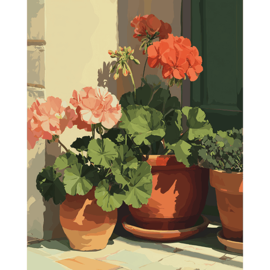 Terracotta geraniums