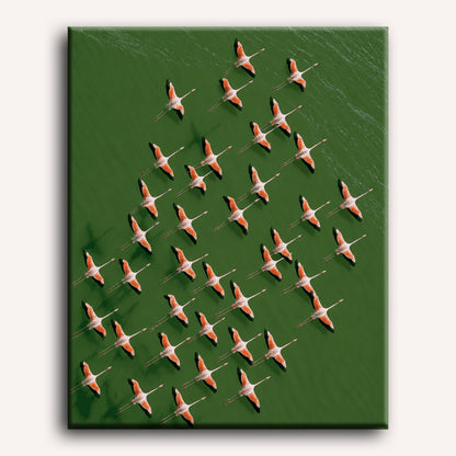 Flamingo's van bovenaf