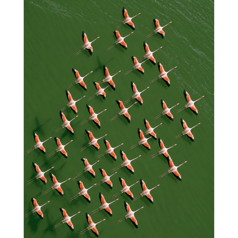 Flamingo's van bovenaf