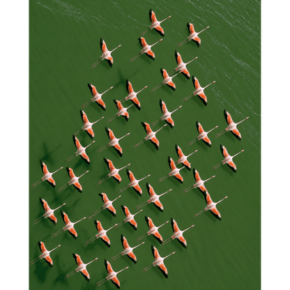 Flamingo's van bovenaf