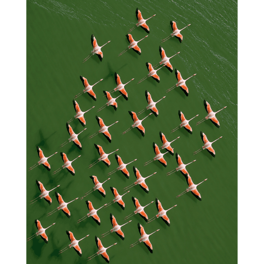 Flamingo's van bovenaf