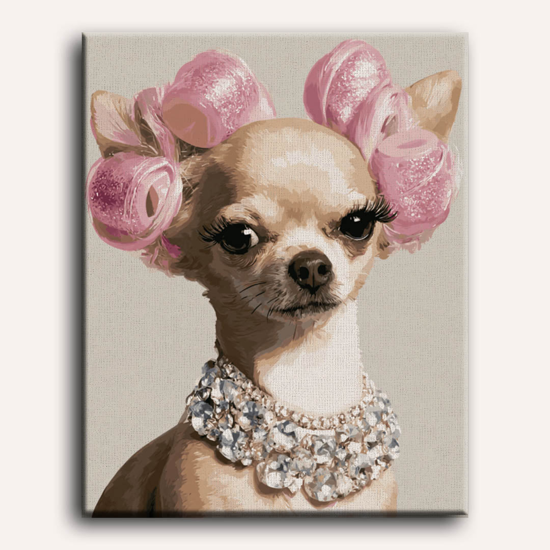 Chihuahua diva
