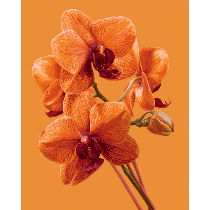 Orchidee gloed