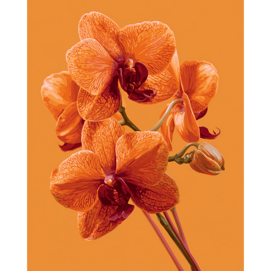Orchidee gloed