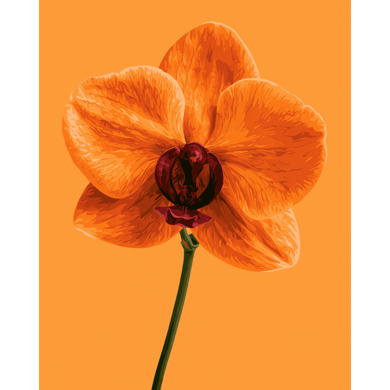Mandarijn orchidee