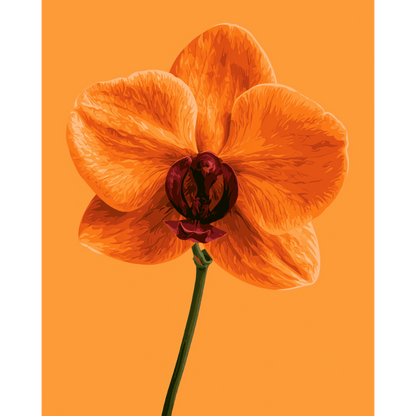 Mandarijn orchidee