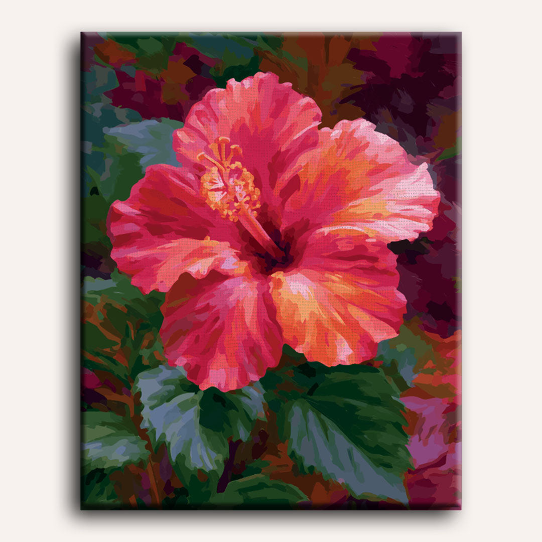 Koraalrode hibiscus