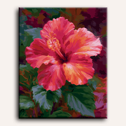 Koraalrode hibiscus