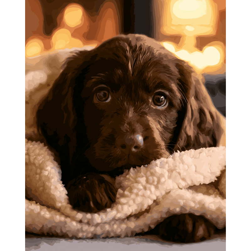 Chocolade labrador pup
