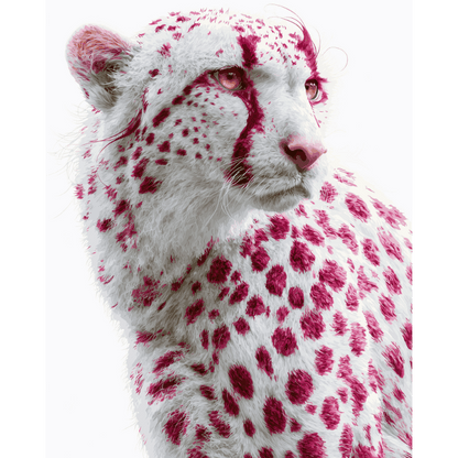 Framboos cheetah