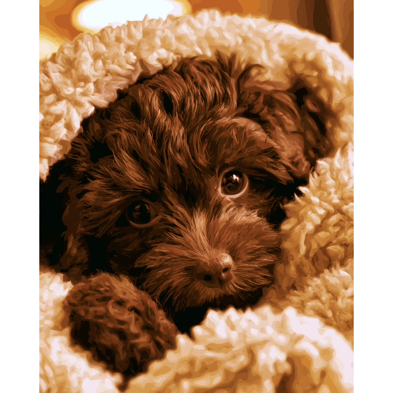 Teddybeer pup