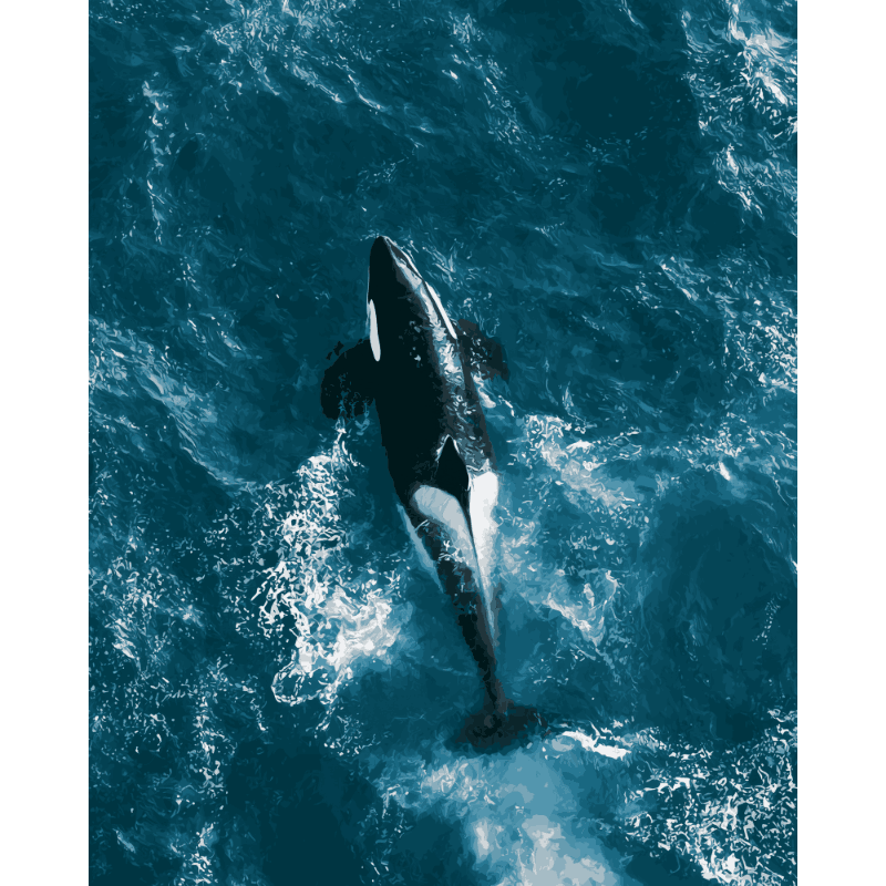 Orca van bovenaf - Schilder Op Nummers
