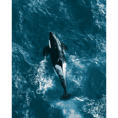 Orca van bovenaf - Schilder Op Nummers