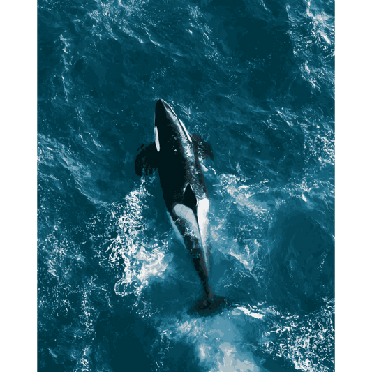 Orca van bovenaf - Schilder Op Nummers