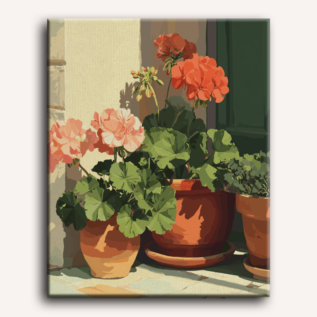 Terracotta geraniums