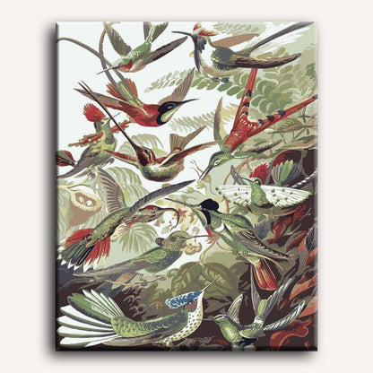 Trochilidae Kolibris - Ernst Haeckel