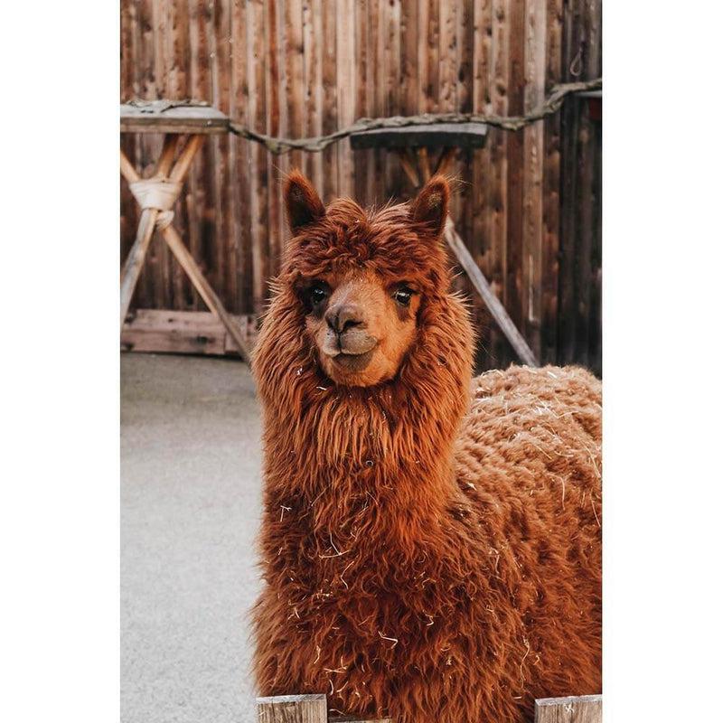 Schilder Op Nummers - Lama | Alpaca