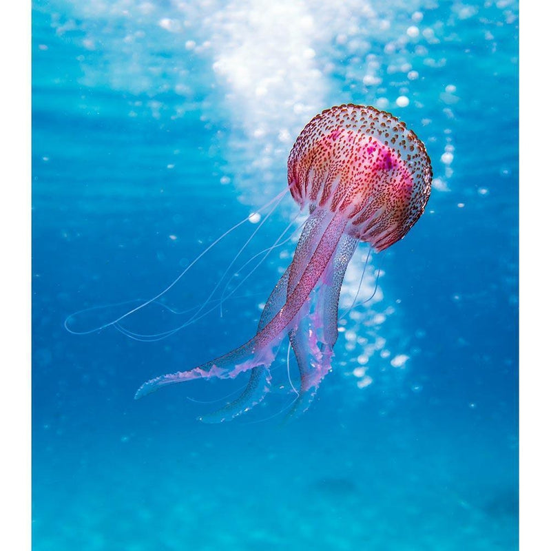 Kwal in het water | Schilderen op nummer Schilderen op nummer eigen foto, Schilderen op nummer volwassenen, paint by numbers, verven op nummer, paard, kinderen