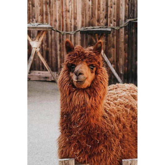 Schilder Op Nummers - Lama | Alpaca