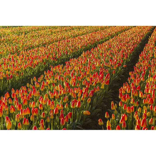 Schilder Op Nummers - Rood/geel tulpenveld